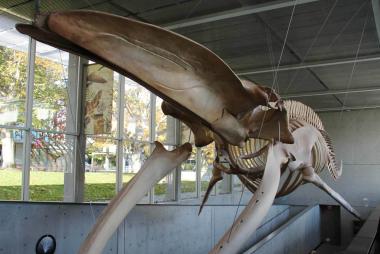 A skeleton of a blue whale suspended in an academic building